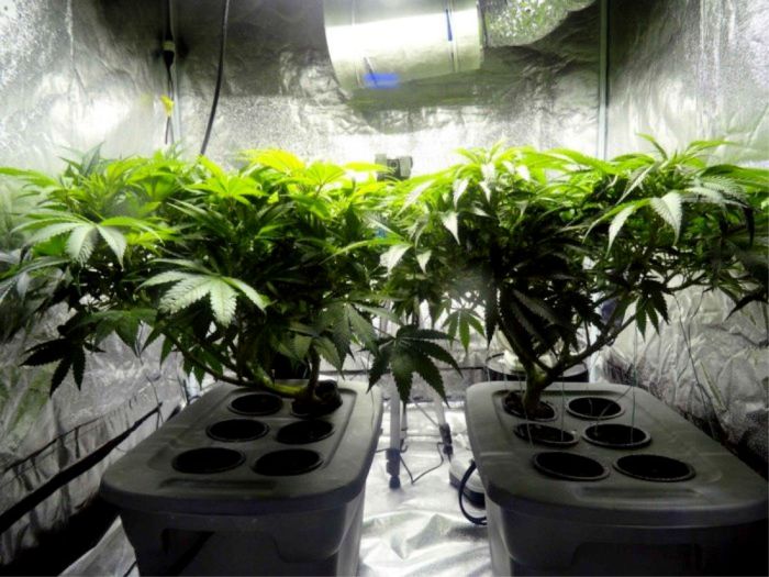 Diy grow tents